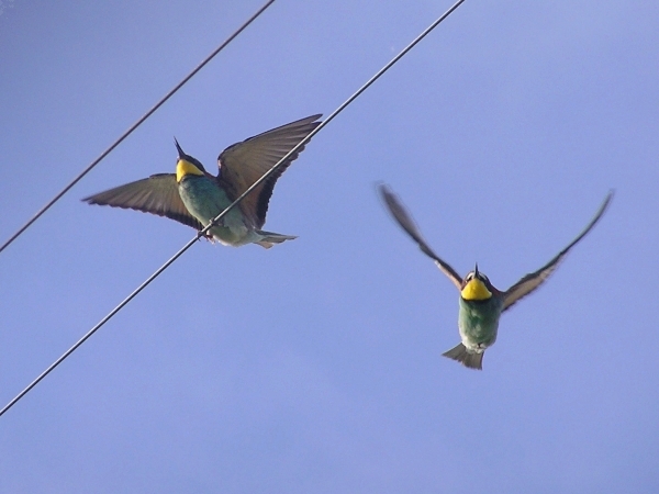 Gruccione - Merops Apiaster